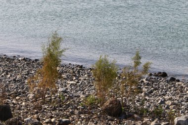 Gölü kıyısındaki Kinneret, Tiberias Gölü - kuzeydoğu İsrail bir tatlısu Gölü 
