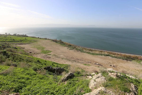 Shore Lake Kinneret Lake Tiberias Freshwater Lake Northeastern Israel — Stock Photo, Image