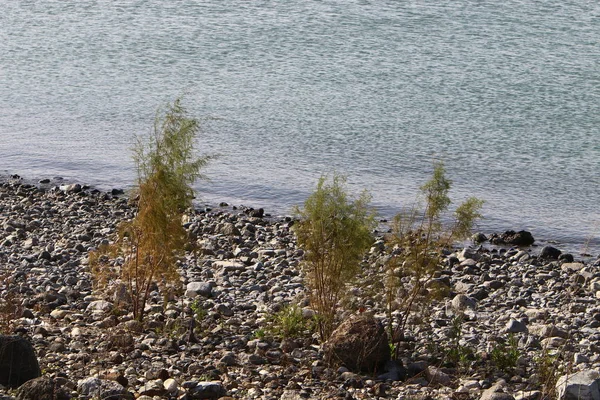 Gölü kıyısındaki Kinneret, Tiberias Gölü - kuzeydoğu İsrail bir tatlısu Gölü 