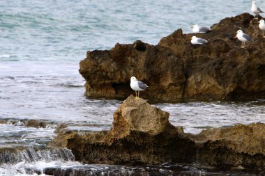 Akdeniz'de İsrail devletinin kuzey kıyısında 