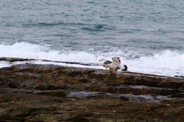 Akdeniz'de İsrail devletinin kuzey kıyısında 