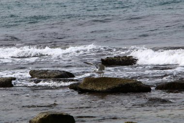 Akdeniz'de İsrail devletinin kuzey kıyısında 