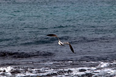 Akdeniz'de İsrail devletinin kuzey kıyısında 