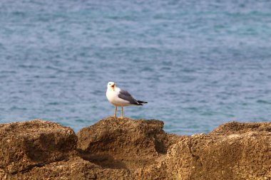 Akdeniz'de İsrail devletinin kuzey kıyısında 