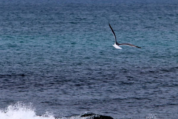 Akdeniz'de İsrail devletinin kuzey kıyısında 