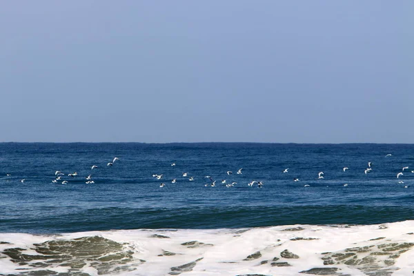 Côte Mer Méditerranée Nord État Israël — Photo