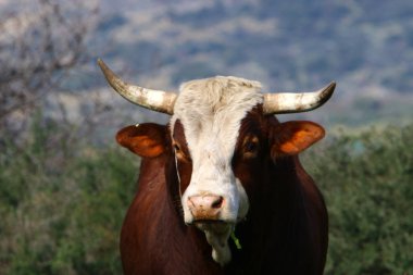 İnek - büyük, yurtiçi süt hayvan, dişi sığır 