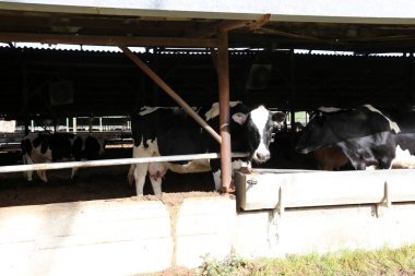 İnek - büyük, yurtiçi süt hayvan, dişi sığır 
