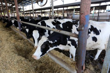 İnek - büyük, yurtiçi süt hayvan, dişi sığır 