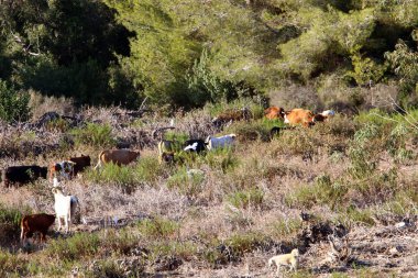 İnek - büyük, yurtiçi süt hayvan, dişi sığır 