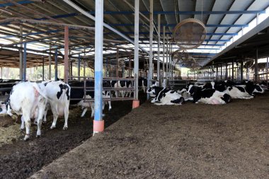 İnek - büyük, yurtiçi süt hayvan, dişi sığır 