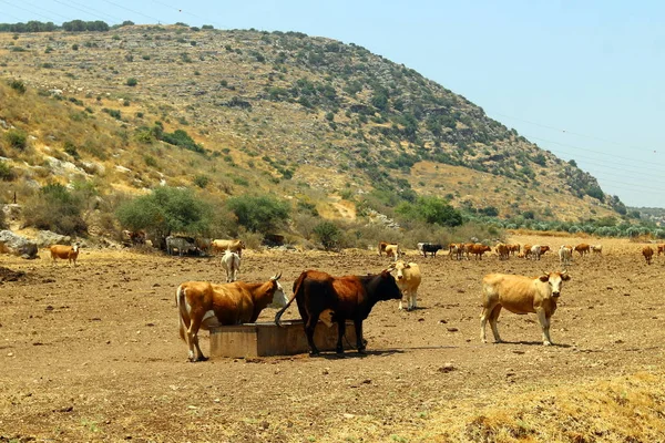 Vache Gros Bétail Laitier Domestique Bovins Femelles — Photo