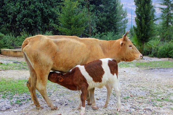 Корова Крупное Домашнее Молочное Животное Крупный Рогатый Скот — стоковое фото
