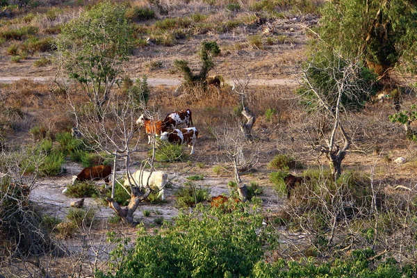 Vaca Grande Animal Lechero Doméstico Ganado Hembra — Foto de Stock