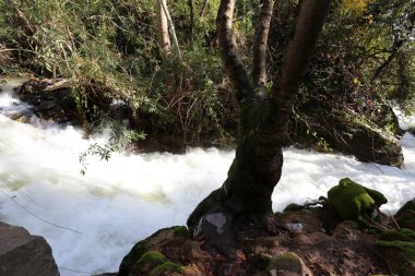 yağmur İsrail devletinin Kuzey Banias nehirde hızlı akış 