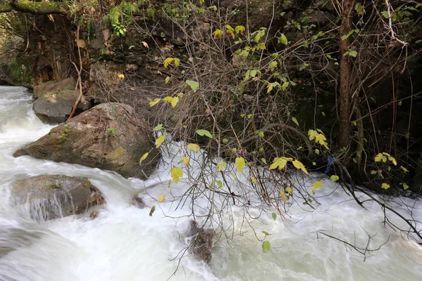 Rápido Flujo Agua Lluvia Río Banias Norte Del Estado Israel — Foto de Stock