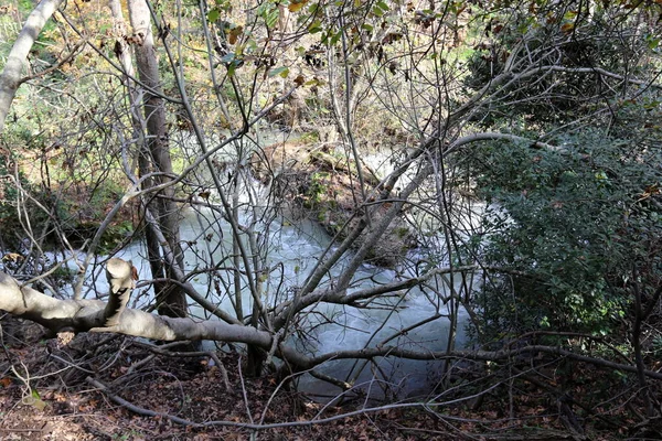 Rápido Flujo Agua Lluvia Río Banias Norte Del Estado Israel — Foto de Stock