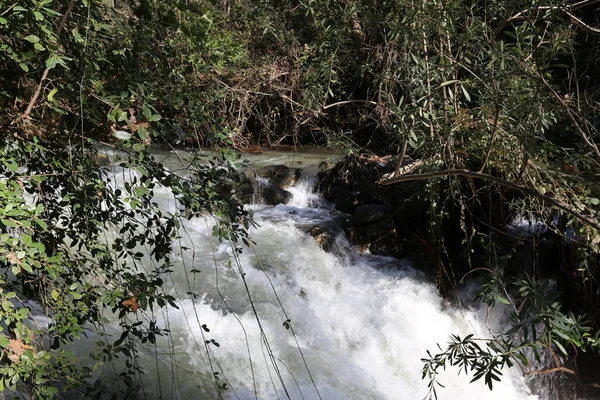 Rápido Flujo Agua Lluvia Río Banias Norte Del Estado Israel — Foto de Stock