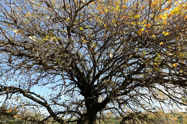 Photos Nature Des Fleurs Hiver Close Dans Nord Israël — Photo