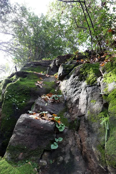 Kuzey İsrail'Doğa ve kış çiçek resimlerini kapat 