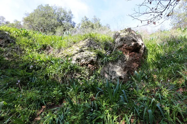 Bilder Natur Och Blommor Vintern Nära Håll Norra Israel — Stockfoto