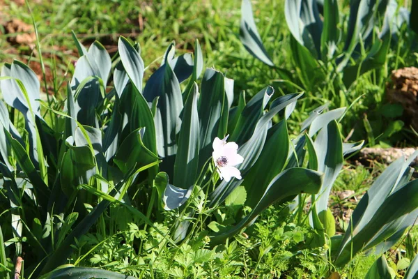 Bilder Natur Och Blommor Vintern Nära Håll Norra Israel — Stockfoto