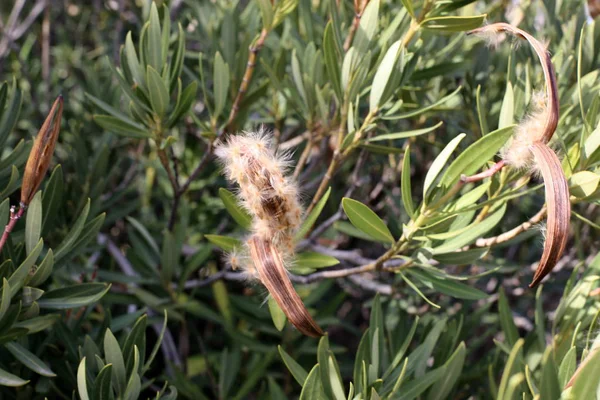 Kuzey İsrail'Doğa ve kış çiçek resimlerini kapat 