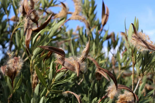 Kuzey İsrail'Doğa ve kış çiçek resimlerini kapat 