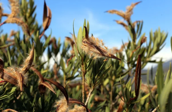 Kuzey İsrail'Doğa ve kış çiçek resimlerini kapat 