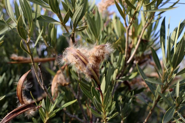 Kuzey İsrail'Doğa ve kış çiçek resimlerini kapat 