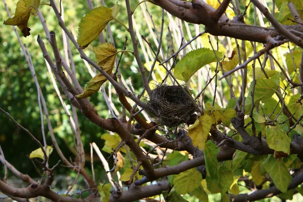 Photos Nature Des Fleurs Hiver Close Dans Nord Israël — Photo