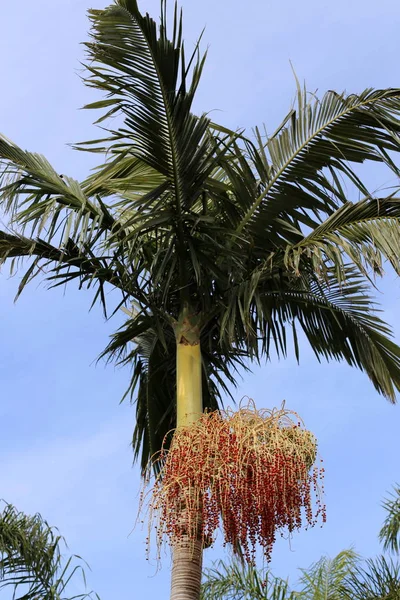 Photos Nature Des Fleurs Hiver Close Dans Nord Israël — Photo