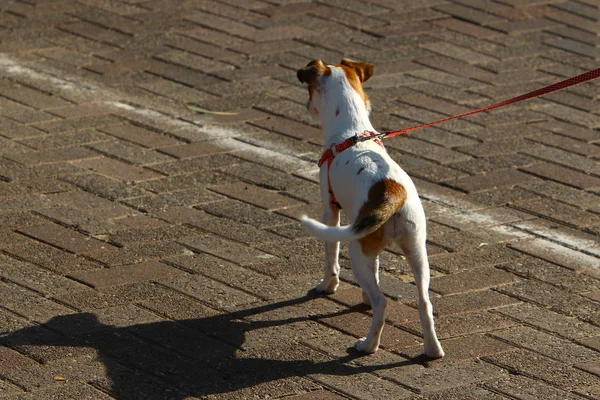 Cane Sulle Rive Del Mar Mediterraneo — Foto Stock