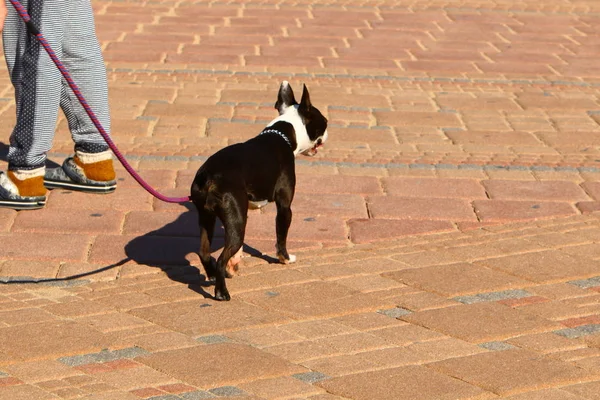 Cane Sulle Rive Del Mar Mediterraneo — Foto Stock