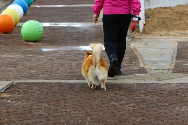 地中海の海岸に犬 — ストック写真