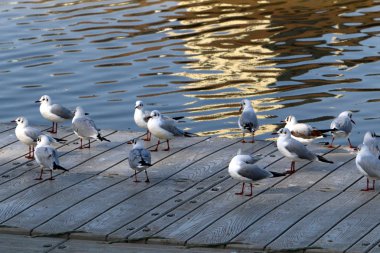 kuşlar Kuzey İsrail'Akdeniz kıyısında 