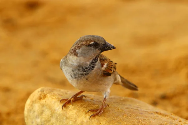 birds on the shores of the Mediterranean in northern Israel