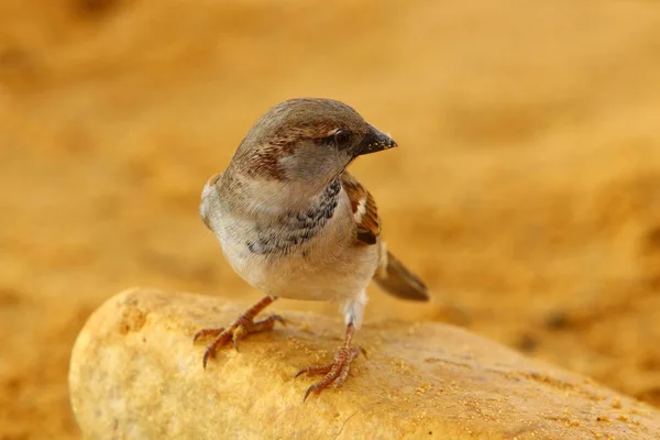 Aves Nas Margens Mediterrâneo Norte Israel — Fotografia de Stock