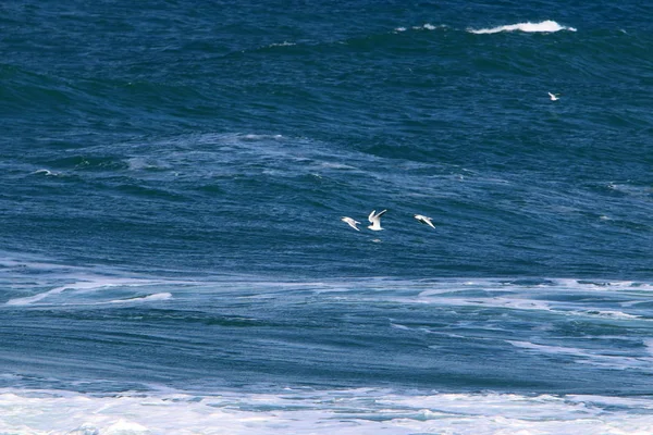 Aves Nas Margens Mediterrâneo Norte Israel — Fotografia de Stock