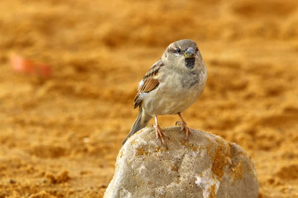 以色列北部地中海沿岸的鸟类 — 图库照片