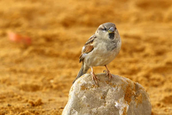 Ptaki Nad Brzegiem Morza Śródziemnego Północnym Izraelu — Zdjęcie stockowe
