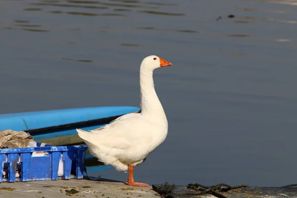 Aves Nas Margens Mediterrâneo Norte Israel — Fotografia de Stock