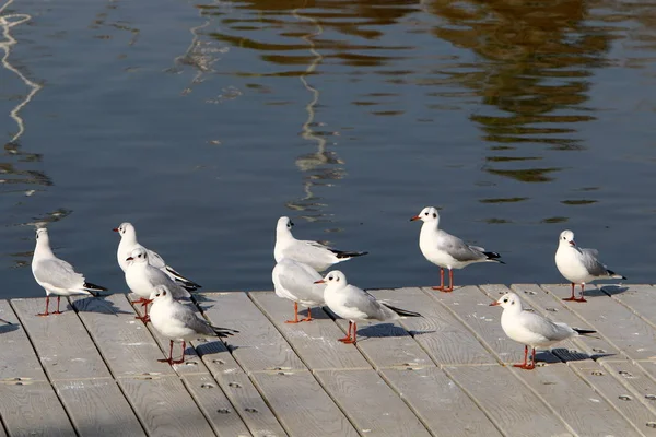 Birds Shores Mediterranean Northern Israel — Stock Photo, Image