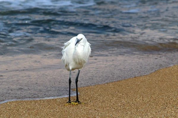 Aves Las Orillas Del Mediterráneo Norte Israel —  Fotos de Stock