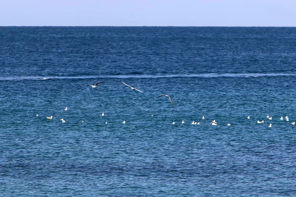 Птахи Березі Середземного Моря Північному Ізраїлі — стокове фото