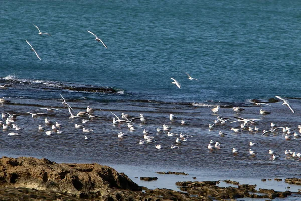 Oiseaux Sur Les Rives Méditerranée Dans Nord Israël — Photo