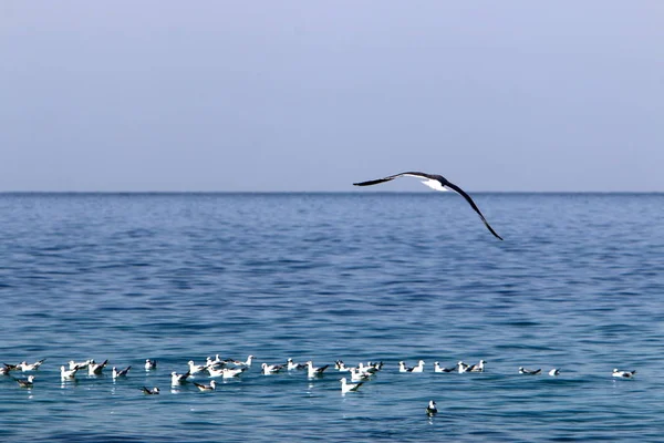 Птахи Березі Середземного Моря Північному Ізраїлі — стокове фото