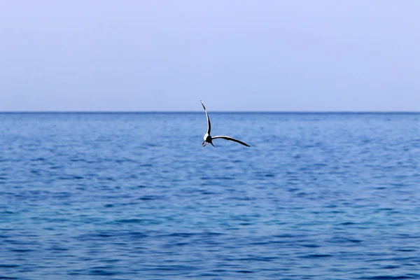 birds on the shores of the Mediterranean in northern Israel