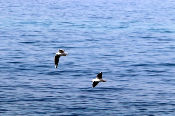 Păsări Malul Mediteranei Nordul Israelului — Fotografie, imagine de stoc