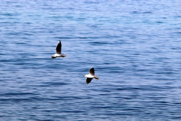 birds on the shores of the Mediterranean in northern Israel